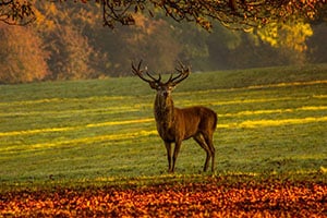 How new technology could keep country drivers and animals safer